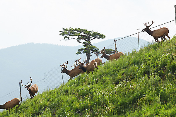포토 JPG 주간 나무 동물 여러마리 사슴 잔디 초원 사람없음 야외 풀 축산자조금연합 신선에너지우리축산 국내포토 자연요소 식물 캠페인 다수 포유류 동맹 파일형식
