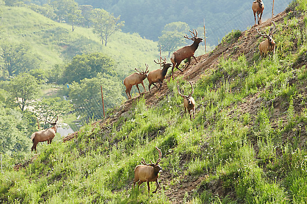 포토 JPG 주간 동물 여러마리 사슴 잔디 초원 사람없음 야외 풀 축산자조금연합 신선에너지우리축산 국내포토 자연요소 식물 캠페인 다수 포유류 동맹 파일형식