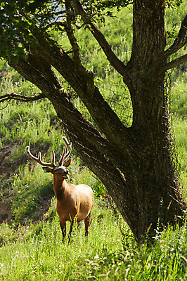 포토 JPG 주간 나무 동물 한마리 사슴 한그루 초원 사람없음 야외 풀 축산자조금연합 신선에너지우리축산 국내포토 자연요소 식물 1 캠페인 포유류 동맹 파일형식