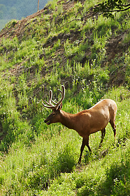 포토 JPG 주간 동물 한마리 사슴 잔디 초원 사람없음 야외 풀 축산자조금연합 신선에너지우리축산 국내포토 자연요소 식물 1 캠페인 포유류 동맹 파일형식