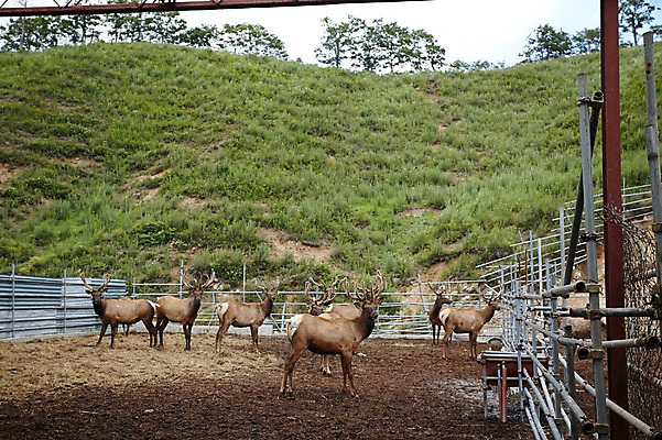 포토 JPG 주간 동물 여러마리 사슴 사람없음 야외 목장 축사 축산자조금연합 신선에너지우리축산 국내포토 자연요소 건축물 캠페인 다수 포유류 축산업 동맹 파일형식