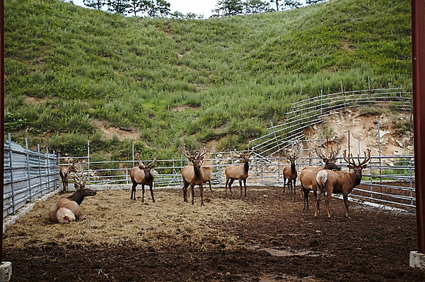 포토 JPG 주간 동물 여러마리 사슴 사람없음 야외 목장 축사 축산자조금연합 신선에너지우리축산 국내포토 자연요소 건축물 캠페인 다수 포유류 축산업 동맹 파일형식