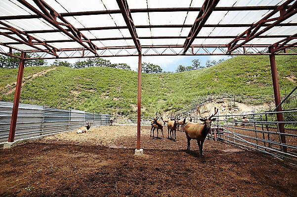 포토 JPG 주간 동물 여러마리 사슴 사람없음 야외 목장 축사 축산자조금연합 신선에너지우리축산 국내포토 자연요소 건축물 캠페인 다수 포유류 축산업 동맹 파일형식