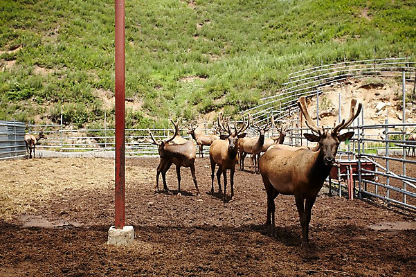 포토 JPG 주간 동물 여러마리 사슴 사람없음 야외 목장 축사 축산자조금연합 신선에너지우리축산 국내포토 자연요소 건축물 캠페인 다수 포유류 축산업 동맹 파일형식
