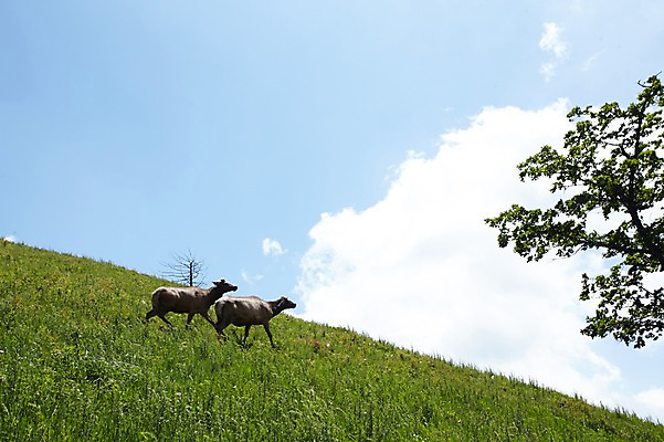 포토 JPG 주간 동물 구름 두마리 하늘 사슴 잔디 초원 사람없음 야외 언덕 축산자조금연합 신선에너지우리축산 국내포토 자연요소 식물 캠페인 2 포유류 동맹 파일형식