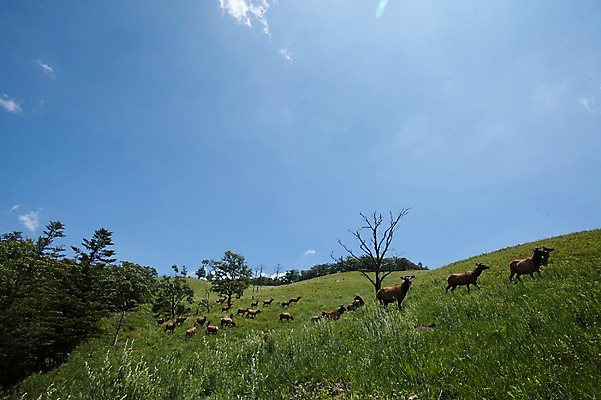 포토 JPG 주간 동물 여러마리 하늘 사슴 잔디 초원 사람없음 야외 언덕 축산자조금연합 신선에너지우리축산 국내포토 자연요소 식물 캠페인 다수 포유류 동맹 파일형식