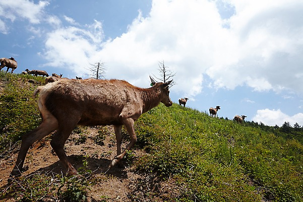 포토 JPG 주간 동물 구름 여러마리 하늘 사슴 잔디 초원 사람없음 야외 언덕 축산자조금연합 신선에너지우리축산 국내포토 자연요소 식물 캠페인 다수 포유류 동맹 파일형식