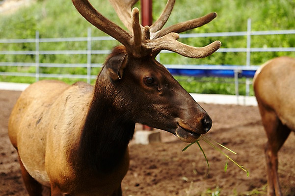 포토 JPG 주간 동물 두마리 사슴 사람없음 야외 목장 축사 축산자조금연합 신선에너지우리축산 국내포토 자연요소 건축물 캠페인 2 포유류 축산업 동맹 파일형식