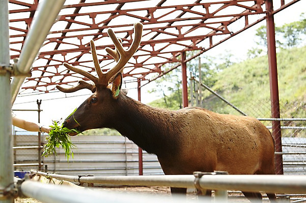 포토 JPG 주간 동물 한마리 손 사슴 한손 한명 들기 성인 야외 신체부위 목장 먹이 먹기 축사 주기 축산자조금연합 신선에너지우리축산 국내포토 자연요소 1 건축물 캠페인 포유류 모션 사람 축산업 동맹 파일형식