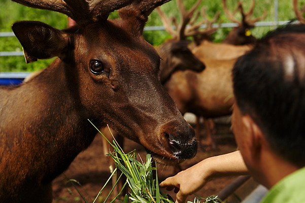 포토 JPG 주간 동물 남자 여러마리 사슴 한명 성인 야외 목장 먹이 주기 축산자조금연합 신선에너지우리축산 국내포토 자연요소 1 캠페인 다수 포유류 모션 사람 동맹 파일형식