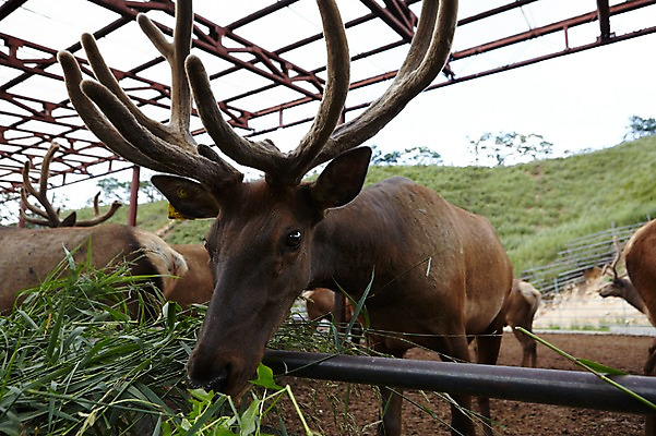 포토 JPG 주간 동물 여러마리 사슴 사람없음 야외 목장 먹이 먹기 축사 축산자조금연합 신선에너지우리축산 국내포토 자연요소 건축물 캠페인 다수 포유류 모션 축산업 동맹 파일형식