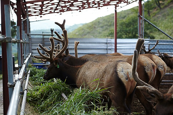 포토 JPG 주간 동물 여러마리 사슴 사람없음 야외 목장 먹이 먹기 축사 축산자조금연합 신선에너지우리축산 국내포토 자연요소 건축물 캠페인 다수 포유류 모션 축산업 동맹 파일형식