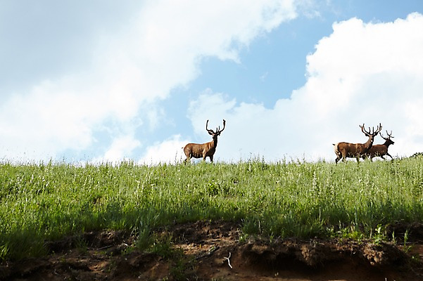 포토 JPG 주간 동물 구름 하늘 사슴 세마리 잔디 초원 사람없음 야외 풀 축산자조금연합 신선에너지우리축산 국내포토 자연요소 식물 캠페인 포유류 3 동맹 파일형식