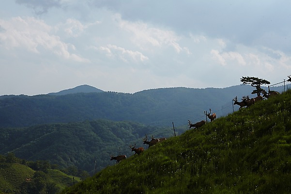 포토 JPG 주간 동물 구름 여러마리 하늘 사슴 산 잔디 초원 사람없음 야외 축산자조금연합 신선에너지우리축산 국내포토 자연요소 식물 캠페인 다수 포유류 동맹 파일형식