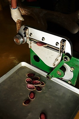 포토 JPG 손 한손 실내 한명 성인 신체부위 기계 한약재 잡기 슬라이스 사슴뿔 녹용 목장갑 축산자조금연합 신선에너지우리축산 국내포토 1 캠페인 장갑 모션 뿔 사람 내부 약재 동맹 파일형식