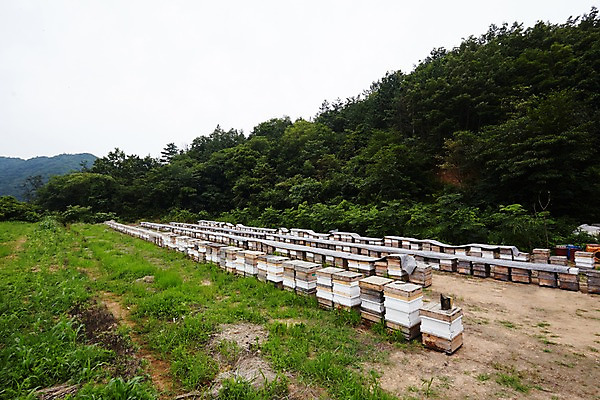 포토 JPG 주간 나무 잔디 사람없음 야외 상자 양봉 양봉장 축산자조금연합 신선에너지우리축산 국내포토 자연요소 식물 캠페인 동맹 파일형식