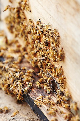 포토 JPG 주간 동물 여러마리 사람없음 야외 상자 꿀벌 나무상자 벌 양봉 양봉장 축산자조금연합 신선에너지우리축산 국내포토 자연요소 캠페인 다수 곤충 벌_곤충 동맹 파일형식