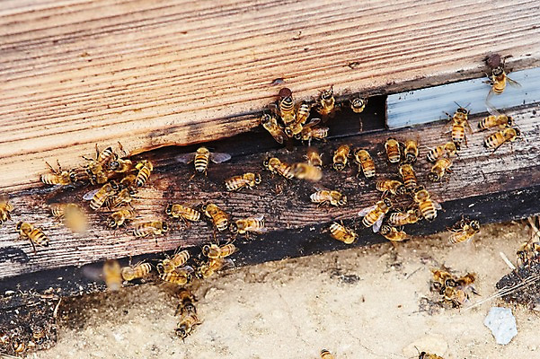 포토 JPG 주간 동물 여러마리 사람없음 야외 상자 꿀벌 나무상자 벌 양봉 양봉장 축산자조금연합 신선에너지우리축산 국내포토 자연요소 캠페인 다수 곤충 벌_곤충 동맹 파일형식