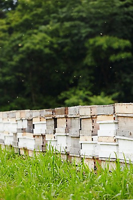 포토 JPG 주간 동물 여러마리 잔디 사람없음 야외 비행 꿀벌 벌 양봉 양봉장 축산자조금연합 신선에너지우리축산 국내포토 자연요소 식물 캠페인 다수 곤충 벌_곤충 동맹 파일형식