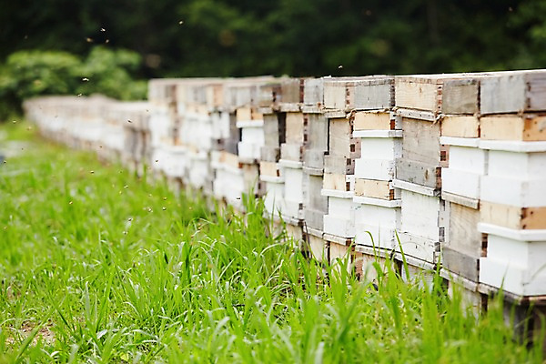 포토 JPG 주간 동물 여러마리 잔디 사람없음 야외 비행 꿀벌 벌 양봉 양봉장 축산자조금연합 신선에너지우리축산 국내포토 자연요소 식물 캠페인 다수 곤충 벌_곤충 동맹 파일형식