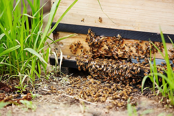 포토 JPG 주간 동물 여러마리 잔디 사람없음 야외 상자 풀 꿀벌 나무상자 벌 양봉 양봉장 축산자조금연합 신선에너지우리축산 국내포토 자연요소 식물 캠페인 다수 곤충 벌_곤충 동맹 파일형식