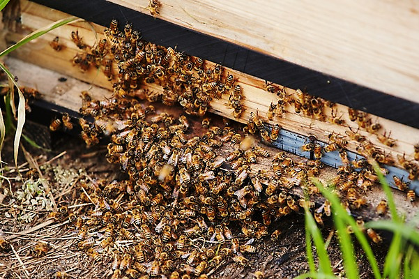 포토 JPG 주간 동물 여러마리 사람없음 야외 상자 꿀벌 나무상자 벌 양봉 양봉장 축산자조금연합 신선에너지우리축산 국내포토 자연요소 캠페인 다수 곤충 벌_곤충 동맹 파일형식