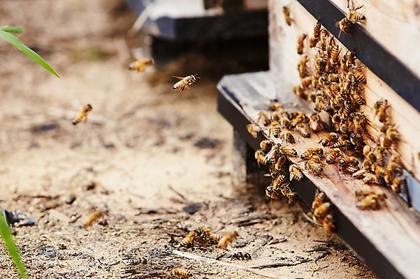 포토 JPG 주간 동물 여러마리 사람없음 야외 상자 꿀벌 나무상자 벌 양봉 양봉장 축산자조금연합 신선에너지우리축산 국내포토 자연요소 캠페인 다수 곤충 벌_곤충 동맹 파일형식
