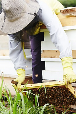 포토 JPG 주간 동물 여러마리 허리숙이기 한명 사람 상반신 성인 야외 풀 꿀벌 벌 양봉 양봉장 축산자조금연합 신선에너지우리축산 국내포토 자연요소 식물 1 캠페인 다수 곤충 숙이기 벌_곤충 동맹 파일형식