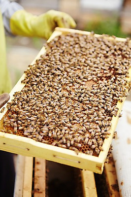 포토 JPG 주간 동물 손 여러마리 한손 한명 성인 야외 아웃포커스 신체부위 꿀벌 벌 양봉 양봉장 축산자조금연합 신선에너지우리축산 국내포토 자연요소 1 캠페인 다수 곤충 촬영기법 사람 벌_곤충 동맹 파일형식