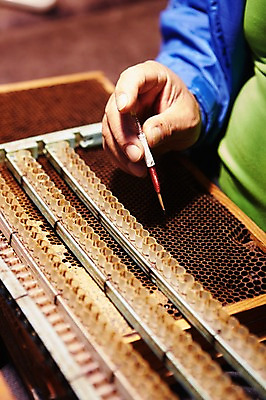 포토 JPG 손 한손 한명 성인 신체부위 작업 양봉 양봉장 축산자조금연합 신선에너지우리축산 이충작업 국내포토 1 캠페인 사람 동맹 파일형식