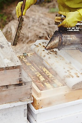 포토 JPG 주간 동물 여러마리 한명 들기 사람 성인 야외 도구 꿀벌 수증기 나무상자 벌 고무장갑 양봉 양봉장 축산자조금연합 신선에너지우리축산 국내포토 자연요소 1 캠페인 장갑 다수 곤충 모션 상자 벌_곤충 고무 동맹 파일형식