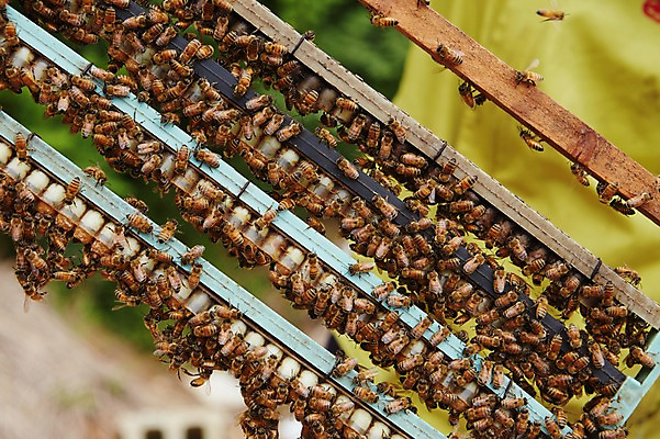 포토 JPG 주간 동물 여러마리 사람없음 야외 꿀벌 벌 양봉 양봉장 축산자조금연합 신선에너지우리축산 국내포토 자연요소 캠페인 다수 곤충 벌_곤충 동맹 파일형식