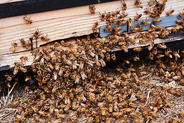 포토 JPG 주간 동물 여러마리 사람없음 야외 상자 꿀벌 나무상자 벌 양봉 양봉장 축산자조금연합 신선에너지우리축산 국내포토 자연요소 캠페인 다수 곤충 벌_곤충 동맹 파일형식