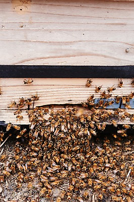 포토 JPG 주간 동물 여러마리 사람없음 야외 상자 꿀벌 나무상자 벌 양봉 양봉장 축산자조금연합 신선에너지우리축산 국내포토 자연요소 캠페인 다수 곤충 벌_곤충 동맹 파일형식