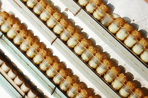 포토 JPG 사람없음 수집 꿀 꿀채취 양봉 양봉장 축산자조금연합 신선에너지우리축산 국내포토 캠페인 동맹 파일형식