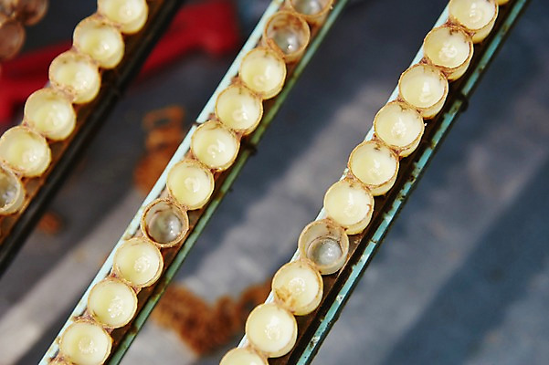 포토 JPG 사람없음 수집 꿀 꿀채취 양봉 양봉장 축산자조금연합 신선에너지우리축산 국내포토 캠페인 동맹 파일형식