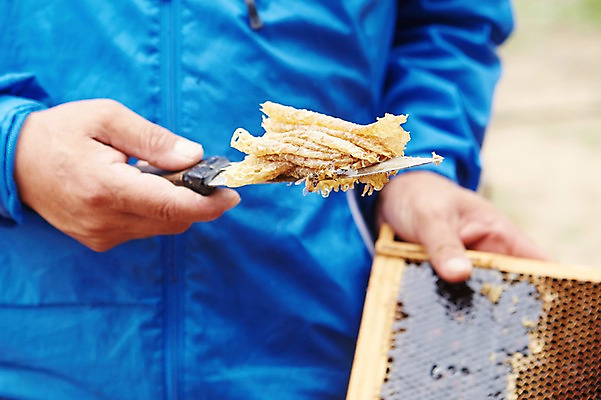 포토 JPG 손 남자 한명 들기 상반신 성인 앞모습 작업 칼 꿀 양봉 양봉장 축산자조금연합 신선에너지우리축산 국내포토 1 캠페인 뷰포인트 모션 사람 신체부위 동맹 파일형식