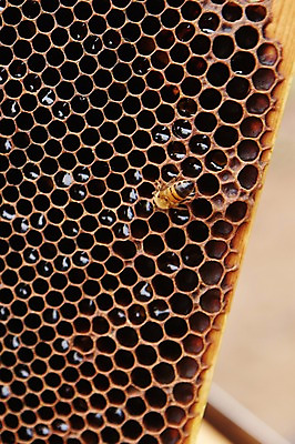 포토 JPG 동물 한마리 사람없음 꿀벌 벌 벌집 양봉 양봉장 축산자조금연합 신선에너지우리축산 국내포토 1 캠페인 곤충 벌_곤충 동맹 파일형식