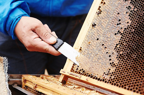 포토 JPG 손 남자 한손 한명 상반신 성인 신체부위 칼 수집 꿀채취 양봉 양봉장 축산자조금연합 신선에너지우리축산 국내포토 1 캠페인 사람 동맹 파일형식