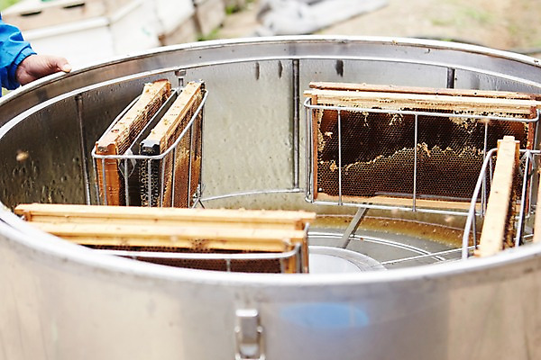 포토 JPG 주간 손 한손 통 한명 성인 야외 신체부위 양봉 양봉장 축산자조금연합 신선에너지우리축산 국내포토 자연요소 1 캠페인 사람 동맹 파일형식