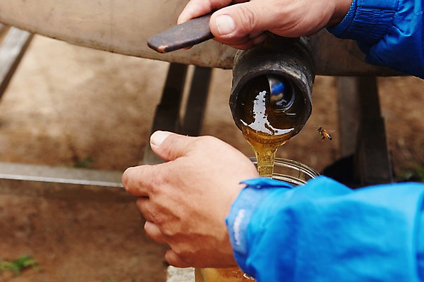 포토 JPG 주간 동물 한마리 손 한명 성인 야외 신체부위 양손 붓기 꿀벌 벌 꿀 양봉 양봉장 축산자조금연합 신선에너지우리축산 국내포토 자연요소 1 캠페인 곤충 모션 사람 벌_곤충 동맹 파일형식