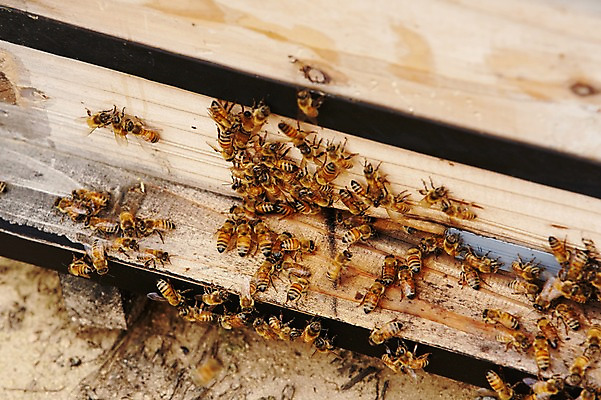 포토 JPG 주간 동물 여러마리 사람없음 야외 상자 꿀벌 나무상자 벌 양봉 양봉장 축산자조금연합 신선에너지우리축산 국내포토 자연요소 캠페인 다수 곤충 벌_곤충 동맹 파일형식