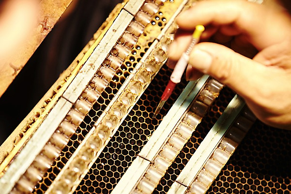 포토 JPG 손 한손 한명 사람 성인 신체부위 작업 양봉 양봉장 축산자조금연합 신선에너지우리축산 국내포토 1 캠페인 동맹 파일형식