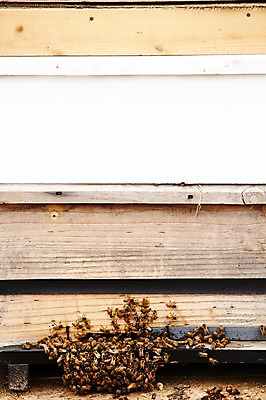 포토 JPG 주간 동물 여러마리 사람없음 야외 상자 꿀벌 나무상자 벌 양봉 양봉장 축산자조금연합 신선에너지우리축산 국내포토 자연요소 캠페인 다수 곤충 벌_곤충 동맹 파일형식