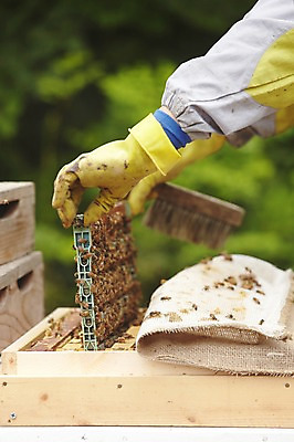 포토 JPG 주간 동물 손 여러마리 한명 들기 성인 야외 신체부위 꿀벌 벌 양봉 양봉장 축산자조금연합 신선에너지우리축산 국내포토 자연요소 1 캠페인 다수 곤충 모션 사람 벌_곤충 동맹 파일형식