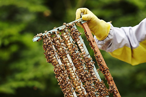 포토 JPG 주간 동물 손 여러마리 한명 들기 성인 야외 신체부위 꿀벌 벌 양봉 양봉장 축산자조금연합 신선에너지우리축산 국내포토 자연요소 1 캠페인 다수 곤충 모션 사람 벌_곤충 동맹 파일형식