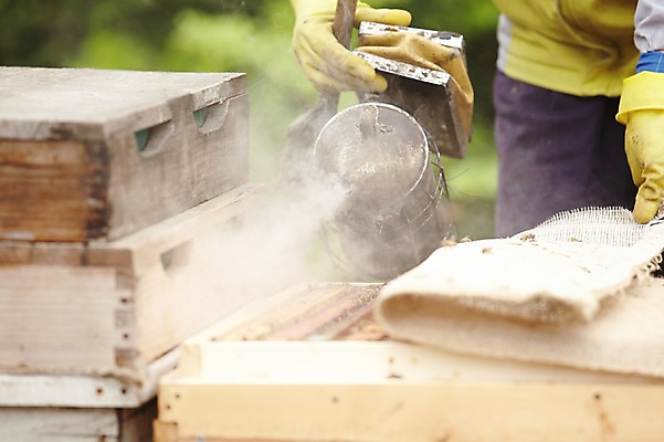 포토 JPG 주간 한명 들기 사람 상반신 성인 야외 도구 붓기 나무상자 분무 양봉 양봉장 축산자조금연합 신선에너지우리축산 국내포토 자연요소 1 캠페인 모션 상자 동맹 파일형식