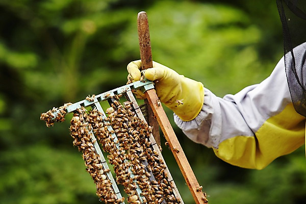 포토 JPG 주간 동물 손 여러마리 한명 들기 성인 야외 신체부위 꿀벌 벌 양봉 양봉장 축산자조금연합 신선에너지우리축산 국내포토 자연요소 1 캠페인 다수 곤충 모션 사람 벌_곤충 동맹 파일형식