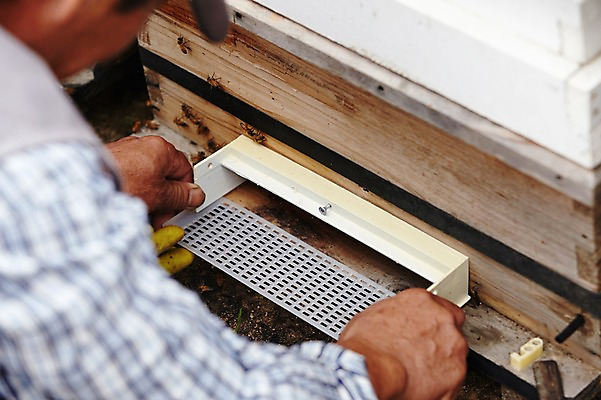 포토 JPG 남자 여러마리 한명 상반신 성인 잡기 나무상자 벌 수집 꿀 꿀채취 양봉 양봉장 축산자조금연합 신선에너지우리축산 국내포토 1 캠페인 다수 곤충 모션 사람 상자 동맹 파일형식