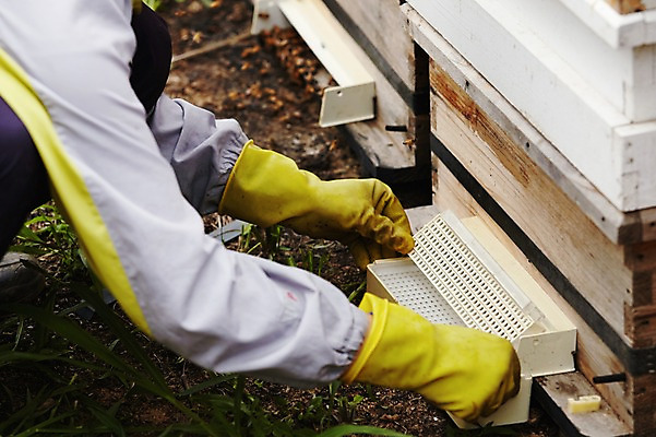 포토 JPG 한명 사람 성인 잡기 나무상자 수집 고무장갑 꿀 꿀채취 양봉 양봉장 축산자조금연합 신선에너지우리축산 국내포토 1 캠페인 장갑 모션 상자 고무 동맹 파일형식